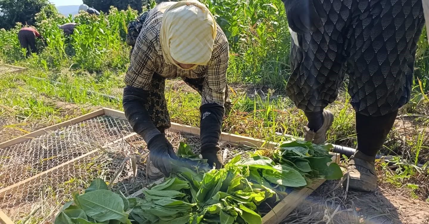 Aydın’da tütün üretiminin merkezi Karacasu’da kırım başladı