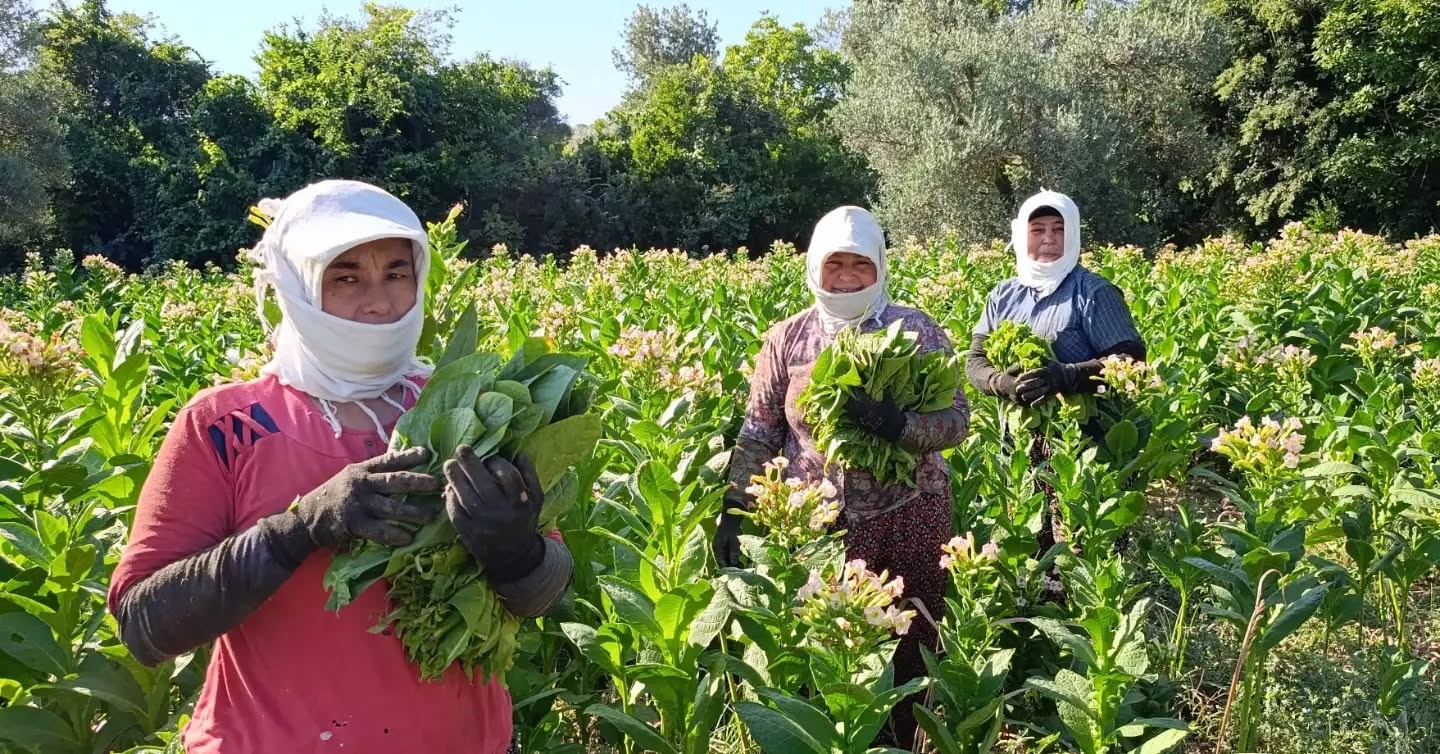 Aydın’da tütün üretiminin merkezi Karacasu’da kırım başladı