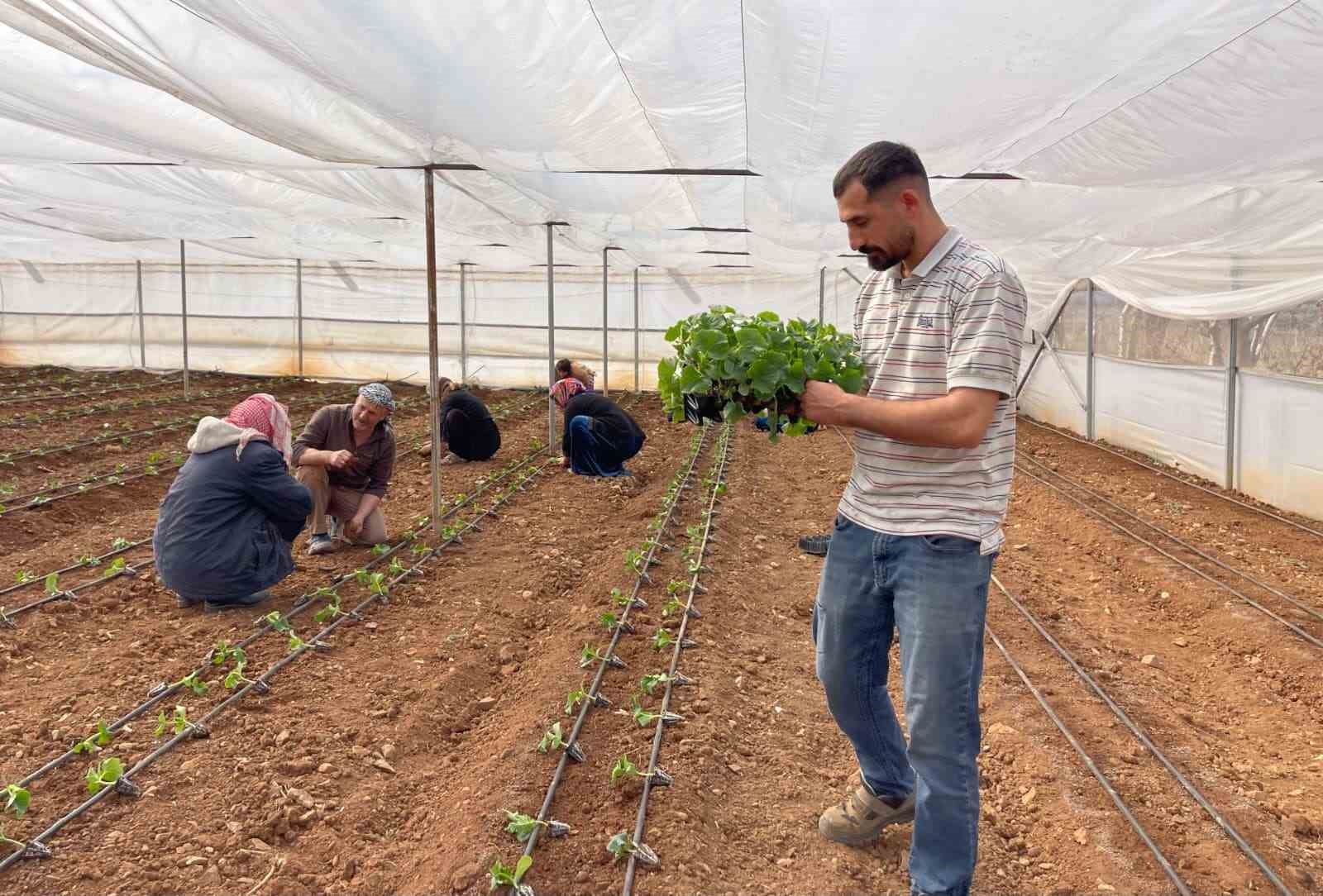 Sulu tarım mevsimlik tarım işçiliğini bitirdi