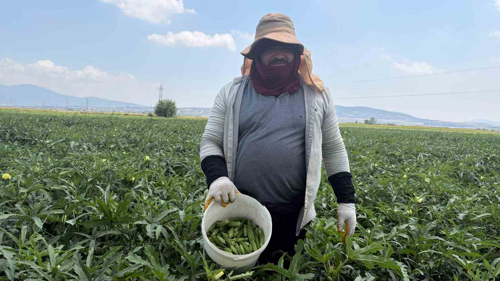 Bamyanın başkenti Osmaniye’de hasat başladı