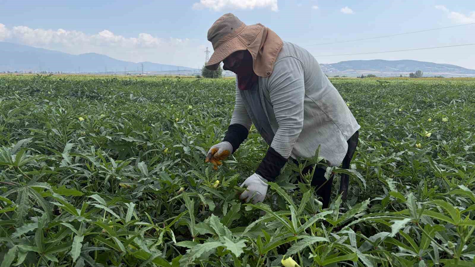 Bamyanın başkenti Osmaniye’de hasat başladı