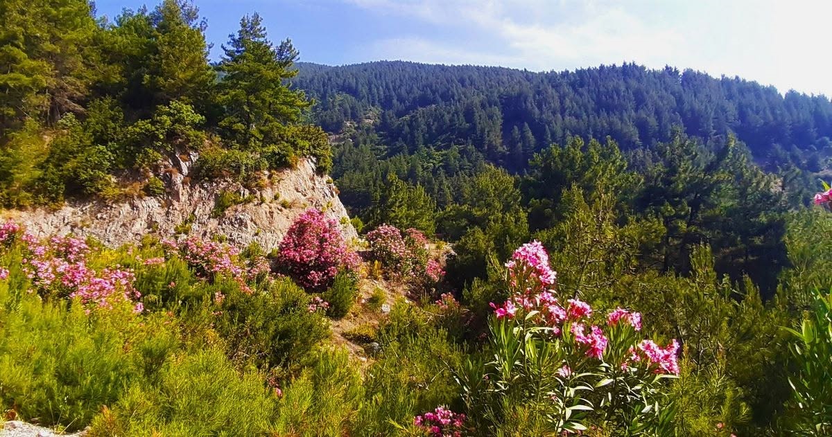 Meğer keçiler orman dostuymuş