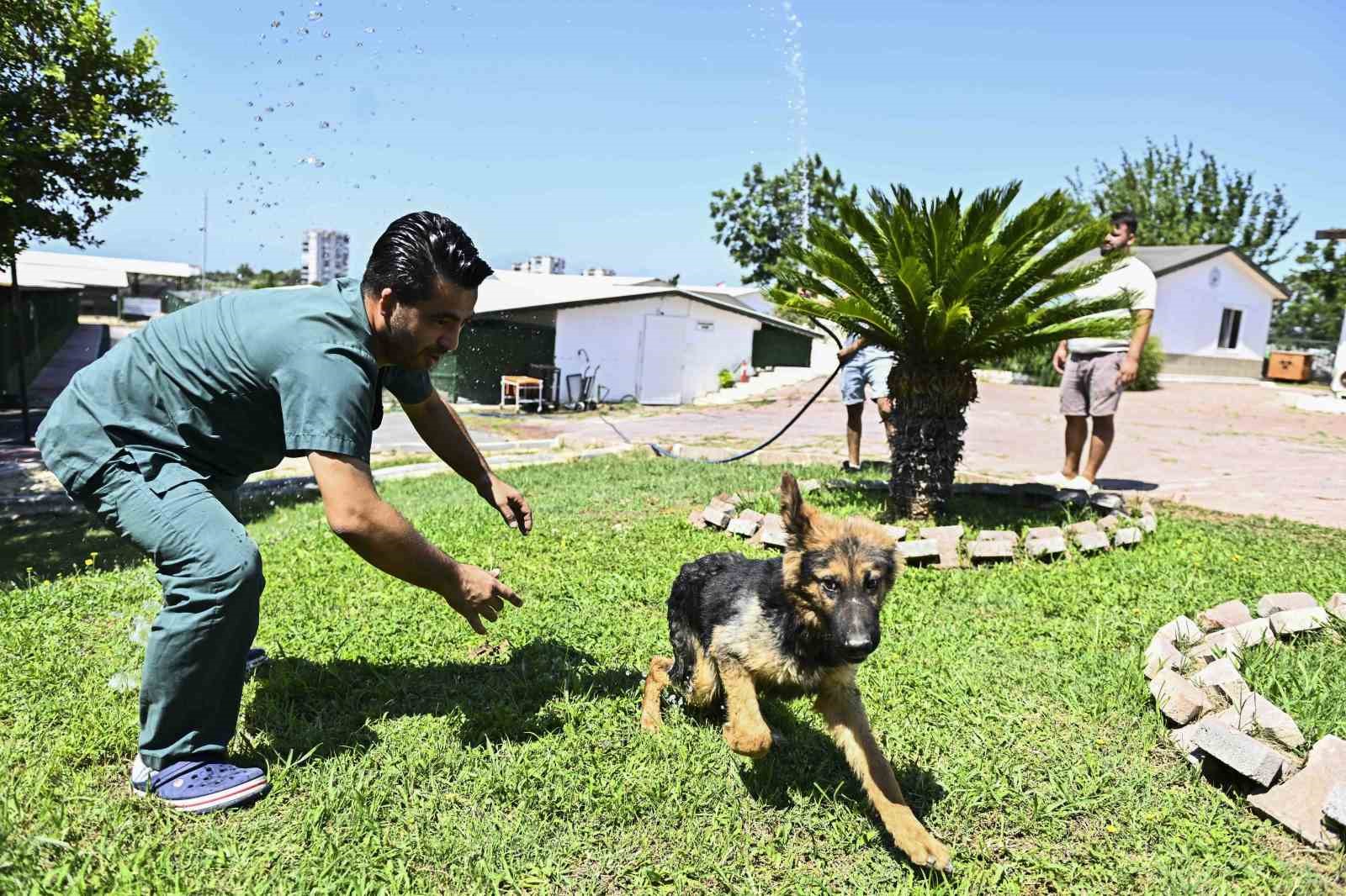 Muratpaşa’dan patili dostlara serin dokunuş