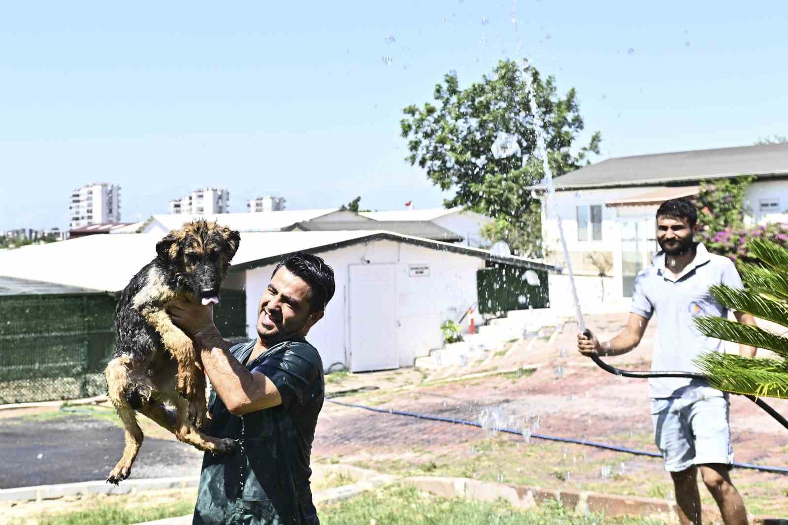 Muratpaşa’dan patili dostlara serin dokunuş
