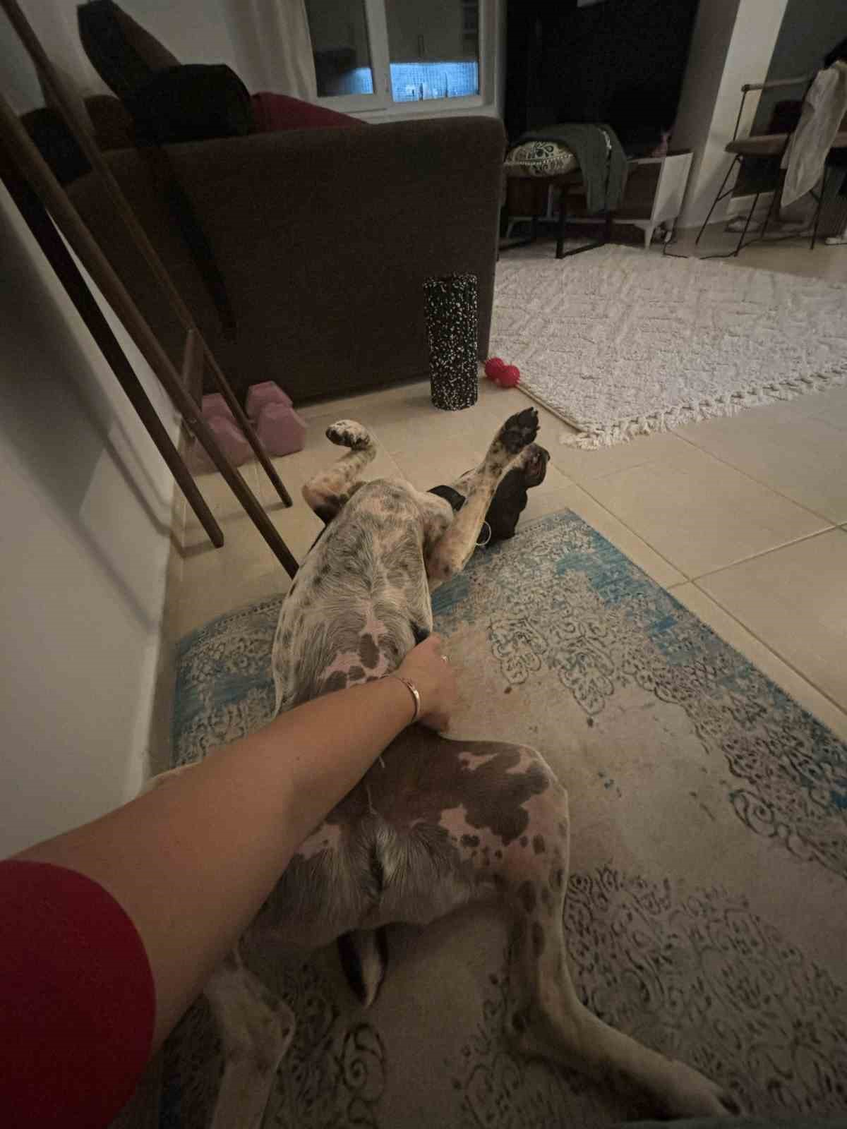 Rus kadın 4 ay önce kaybolan köpeğini 4 ilçede arıyor, binlerce afiş bastırıp her yere asıyor