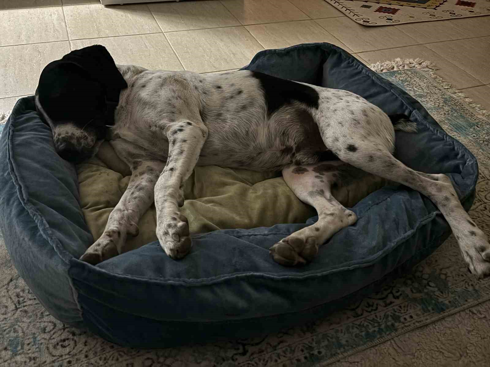 Rus kadın 4 ay önce kaybolan köpeğini 4 ilçede arıyor, binlerce afiş bastırıp her yere asıyor