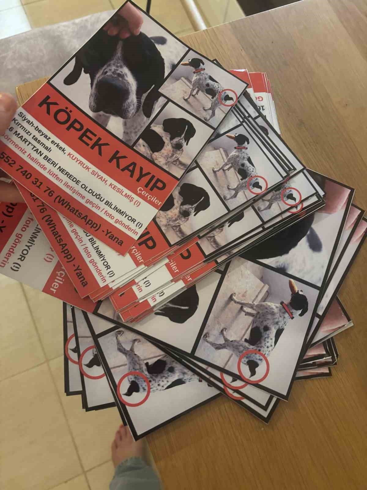 Rus kadın 4 ay önce kaybolan köpeğini 4 ilçede arıyor, binlerce afiş bastırıp her yere asıyor
