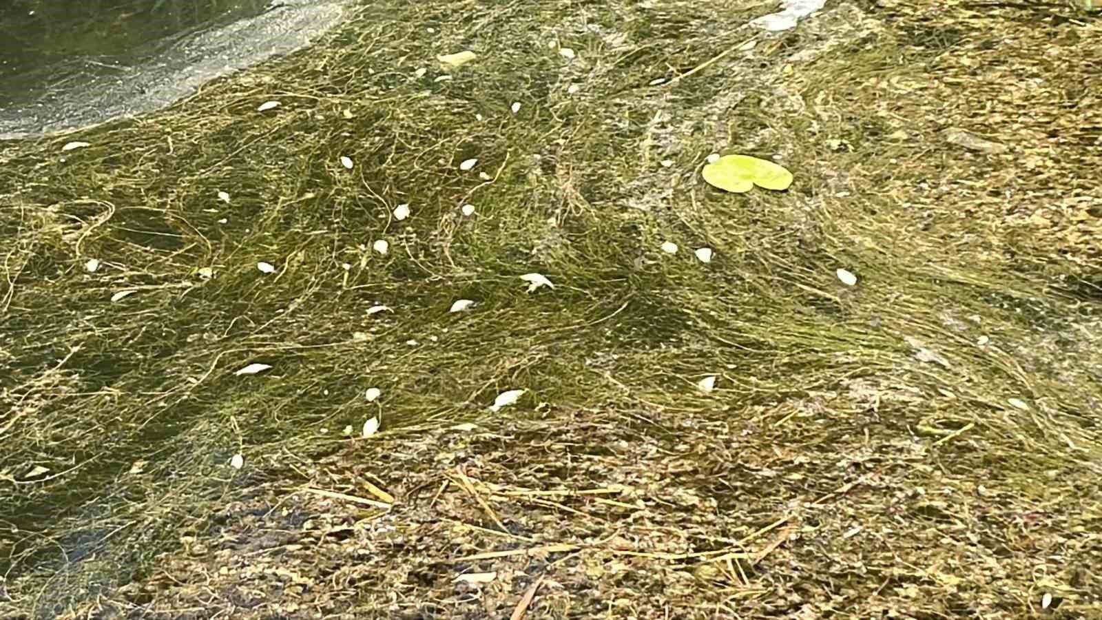 Doğa harikası Gölcük Tabiat Parkı’nda balık ölümleri yaşandı