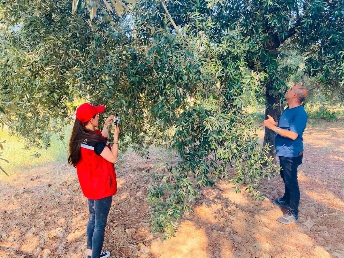 Salihli’de zeytin üreticilerine kritik uyarı