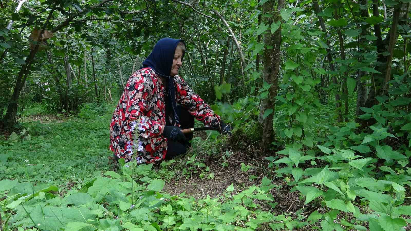 Fındık üreticileri hasat hazırlığına başladı: "Rekolte düştü"