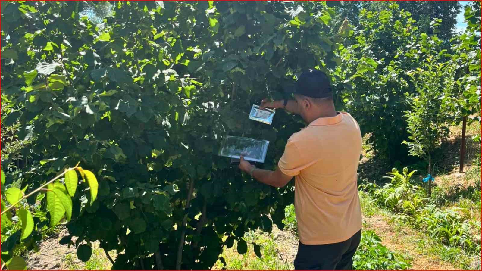Bolu’nun fındık rekoltesi için sahadan veri toplandı