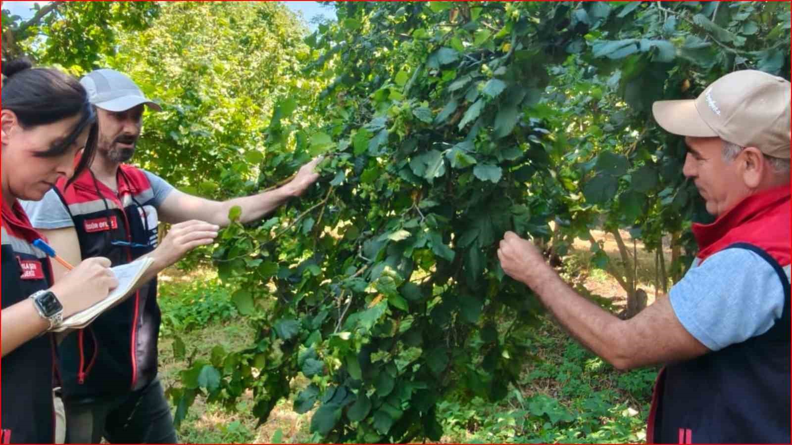 Bolu’nun fındık rekoltesi için sahadan veri toplandı