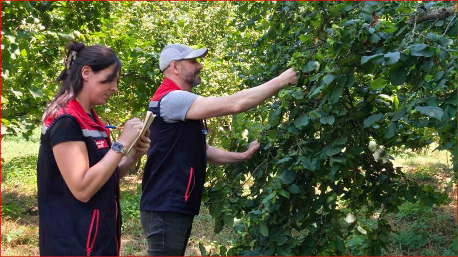 Bolu’nun fındık rekoltesi için sahadan veri toplandı