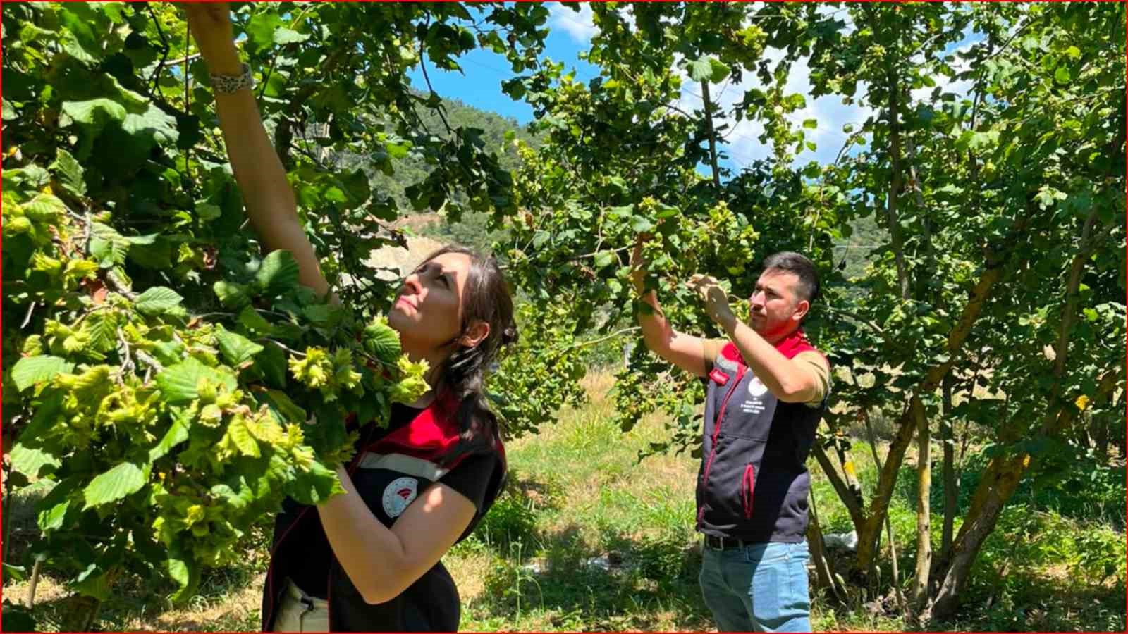 Bolu’nun fındık rekoltesi için sahadan veri toplandı