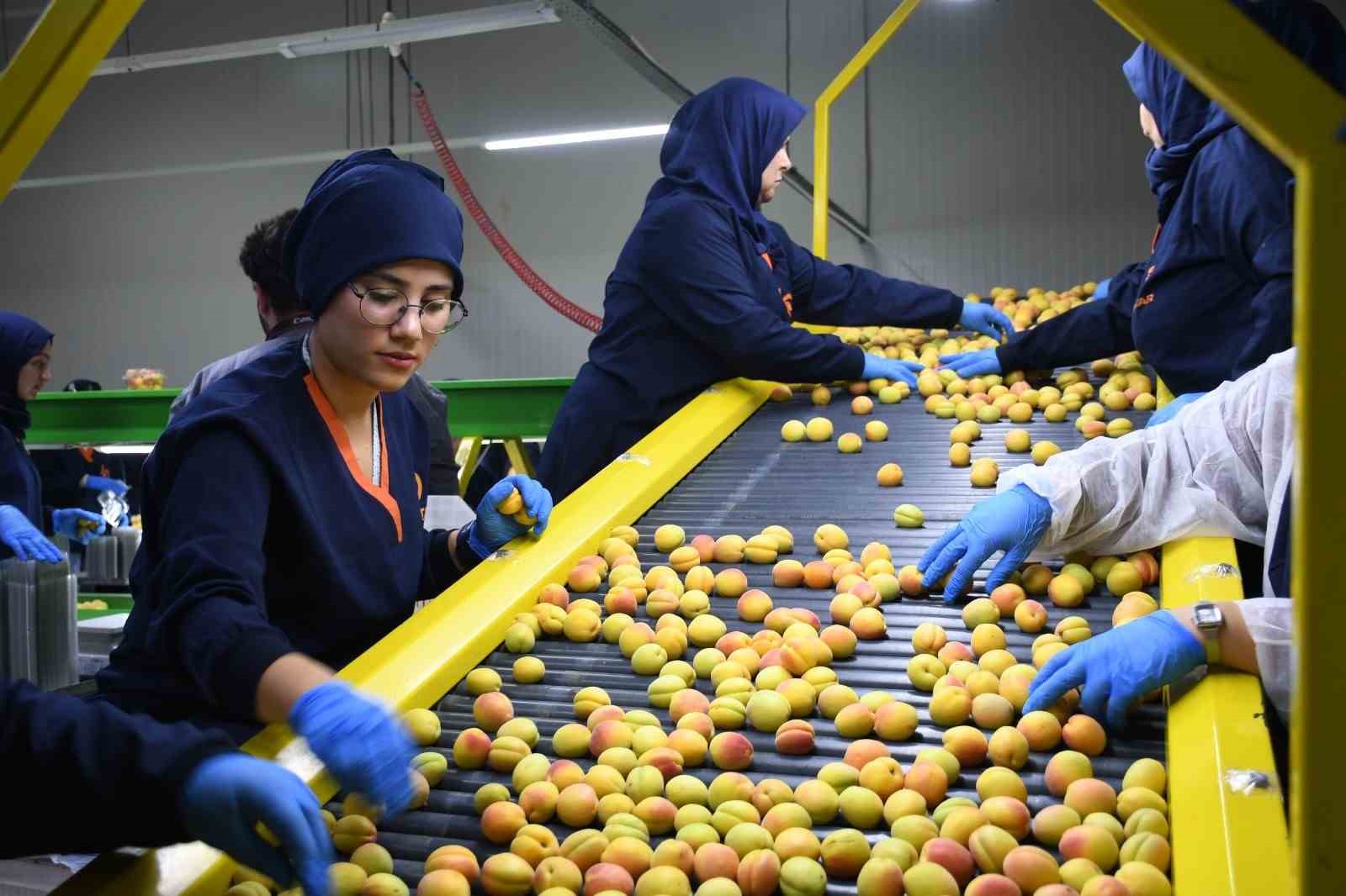 Malatya’da yaş kayısı hasadı ve ihracatı sürüyor