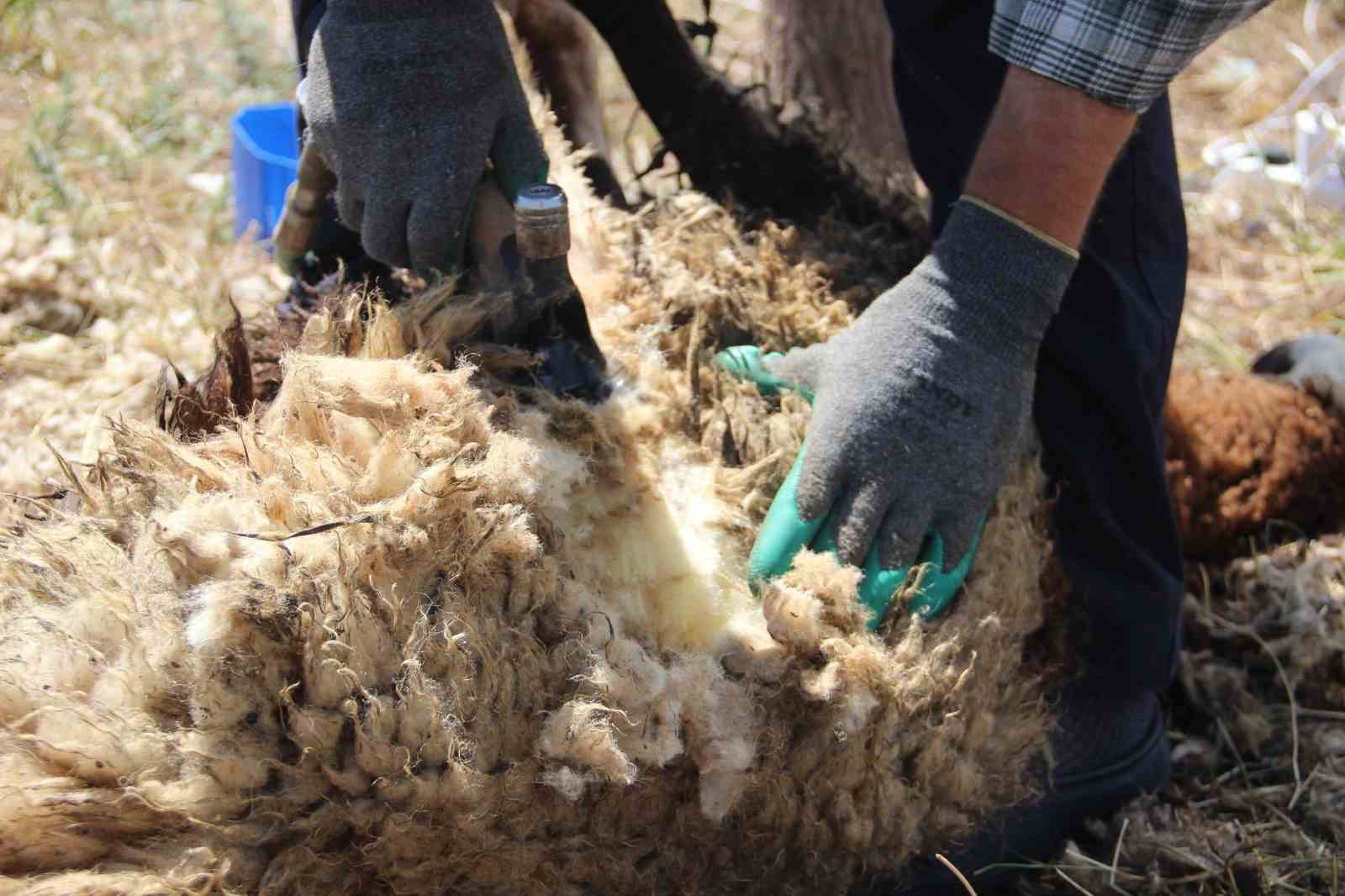 Bir zamanlar altın değerindeydi, şimdi imha ediliyor