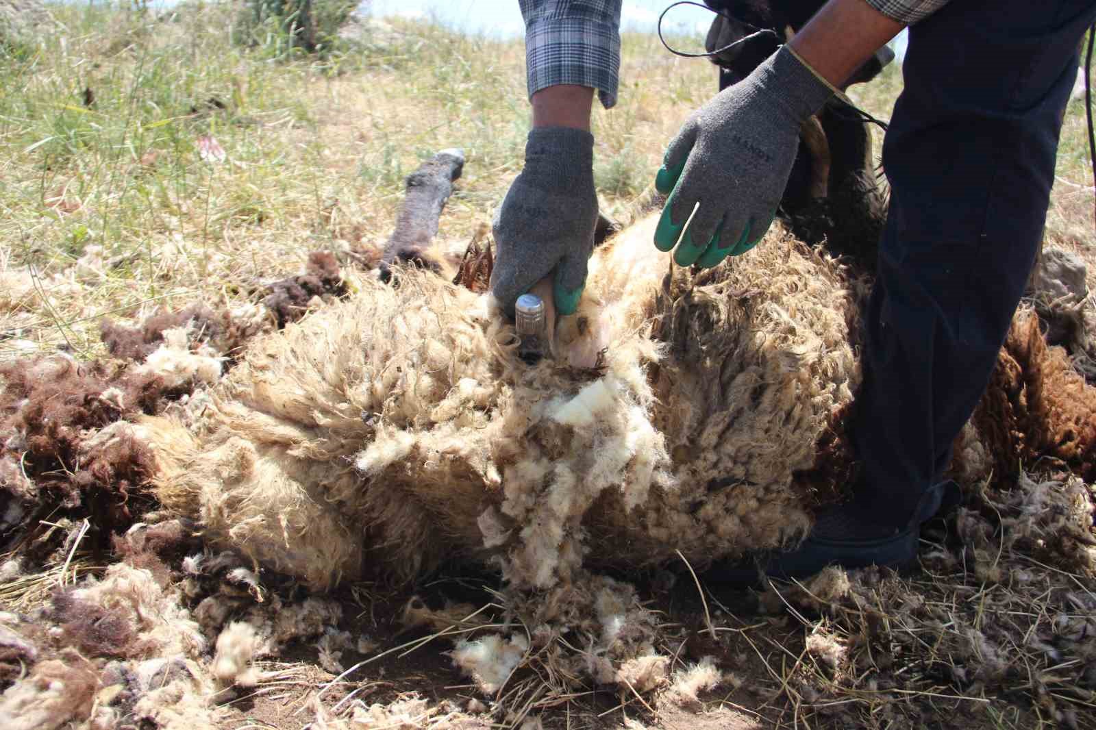 Bir zamanlar altın değerindeydi, şimdi imha ediliyor