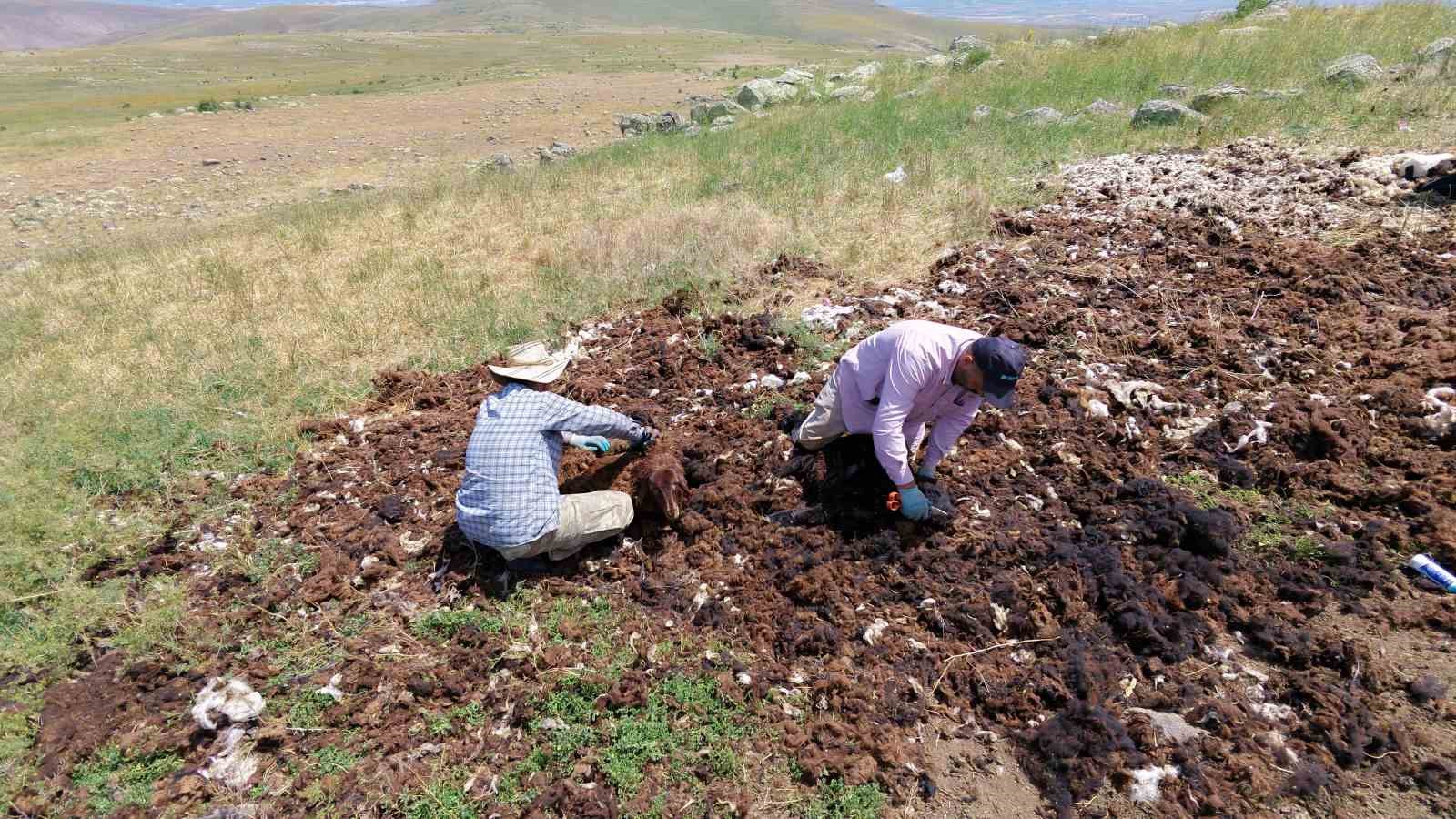 Bir zamanlar altın değerindeydi, şimdi imha ediliyor