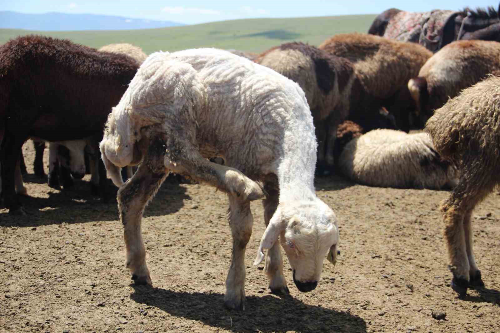 Bir zamanlar altın değerindeydi, şimdi imha ediliyor