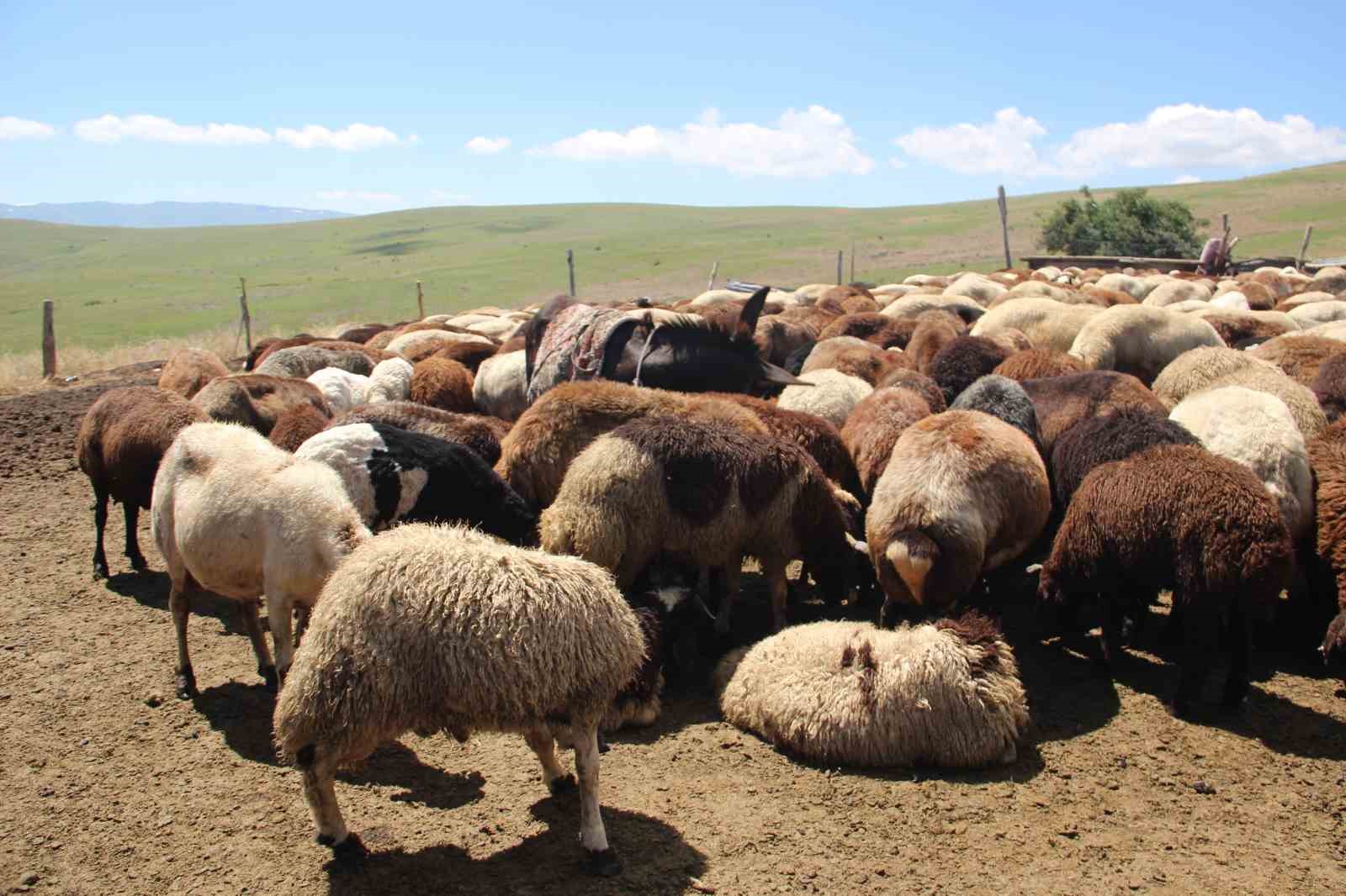 Bir zamanlar altın değerindeydi, şimdi imha ediliyor
