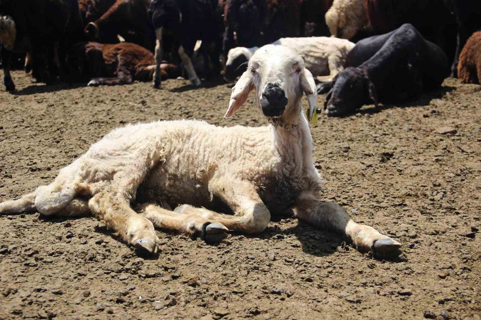 Bir zamanlar altın değerindeydi, şimdi imha ediliyor