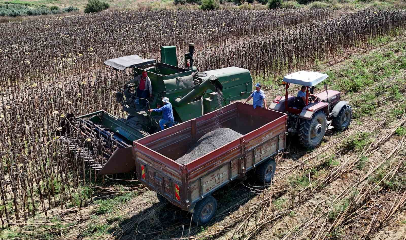 Adana’da yağlık ayçiçeği hasadı başladı: Yüksek rekolte üreticiyi sevindirdi