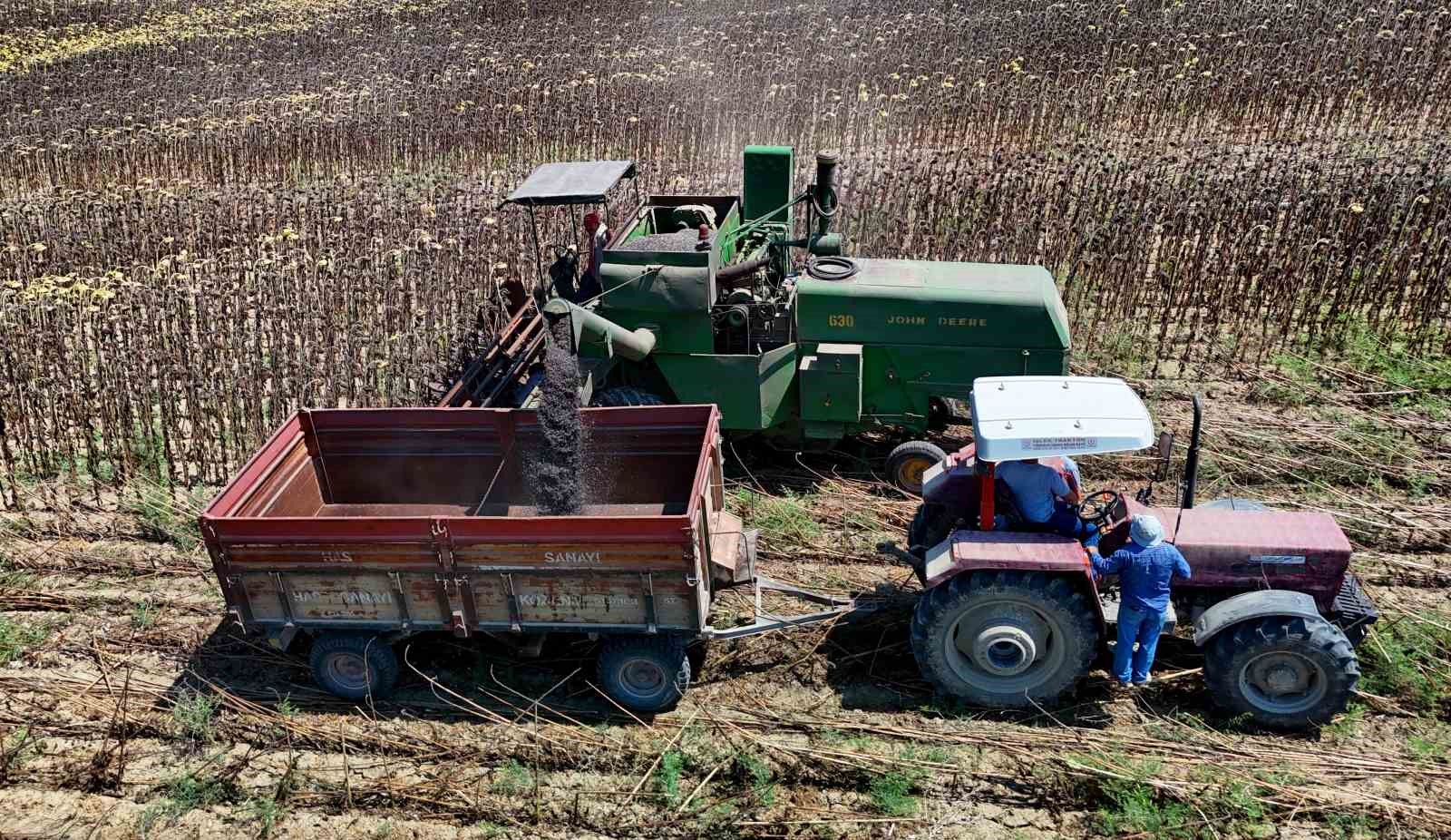 Adana’da yağlık ayçiçeği hasadı başladı: Yüksek rekolte üreticiyi sevindirdi