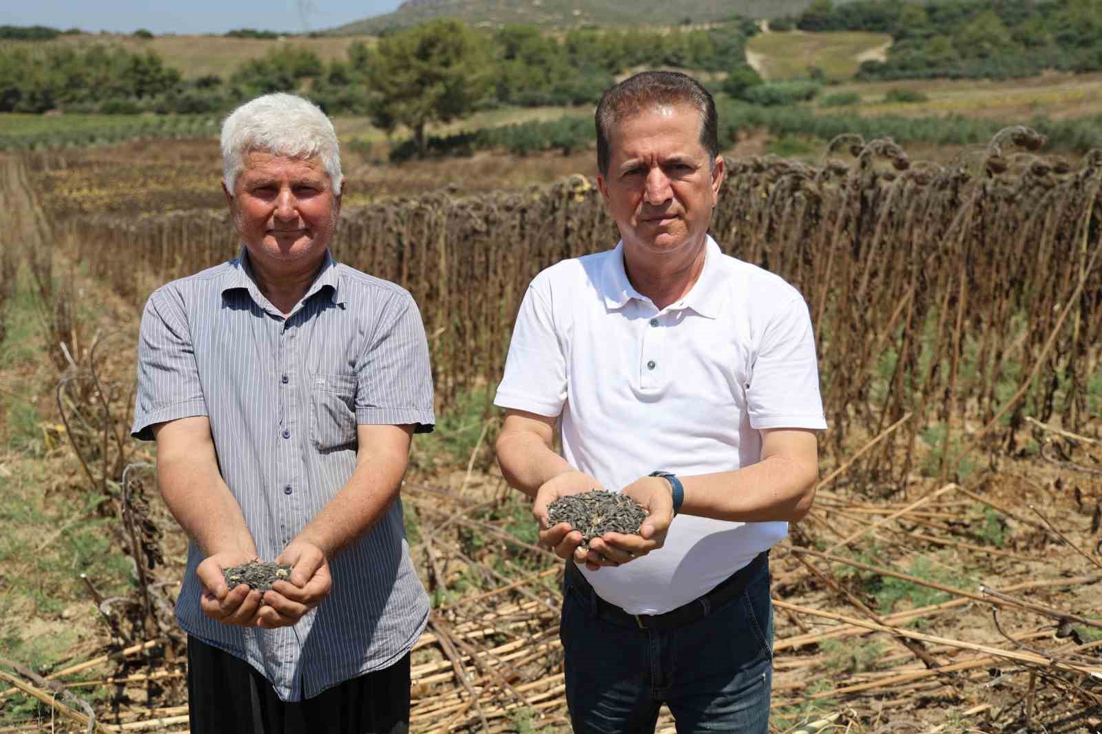 Adana’da yağlık ayçiçeği hasadı başladı: Yüksek rekolte üreticiyi sevindirdi