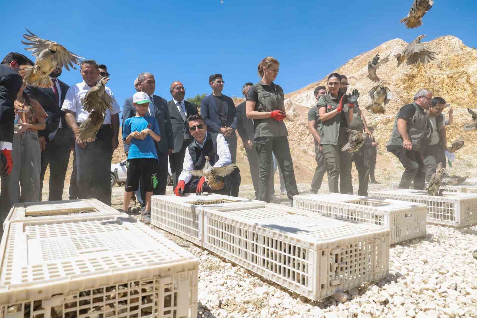 Kenelere karşı mücadele sürüyor: Tunceli’de 500 kınalı keklik doğaya salındı