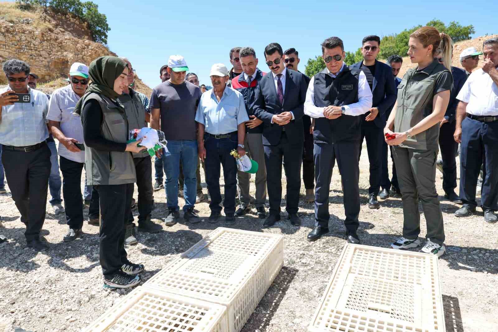 Kenelere karşı mücadele sürüyor: Tunceli’de 500 kınalı keklik doğaya salındı