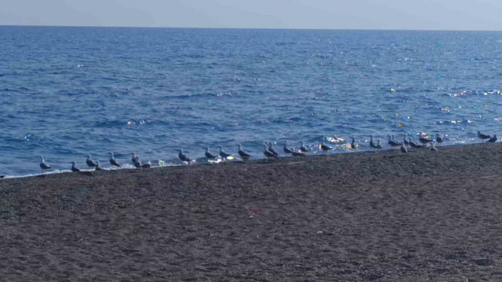 Manavgat’ta caretta caretta yavrularına koruma nöbeti