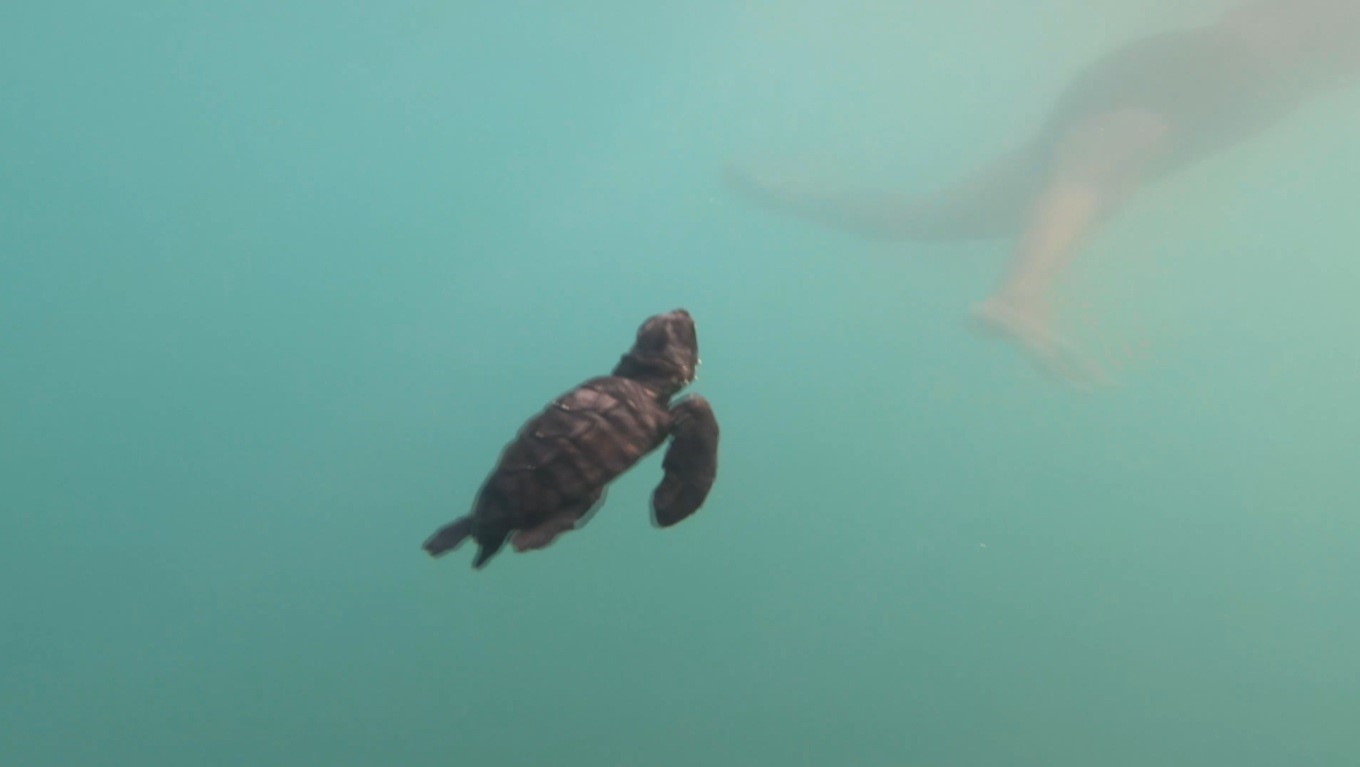 Manavgat’ta caretta caretta yavrularına koruma nöbeti