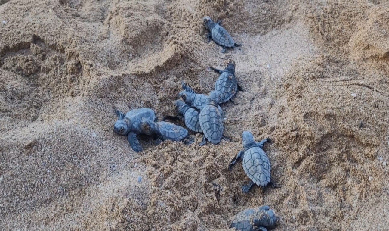 Manavgat’ta caretta caretta yavrularına koruma nöbeti