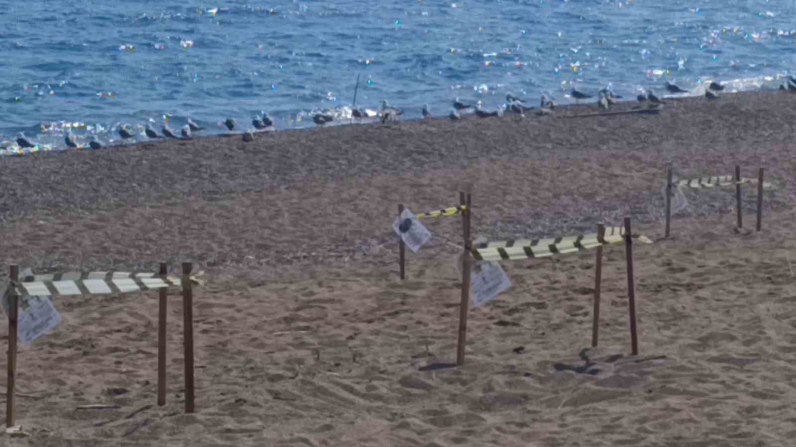 Manavgat’ta caretta caretta yavrularına koruma nöbeti