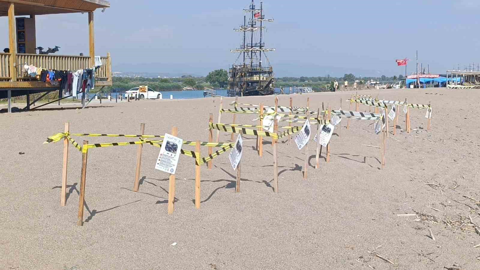 Manavgat’ta caretta caretta yavrularına koruma nöbeti