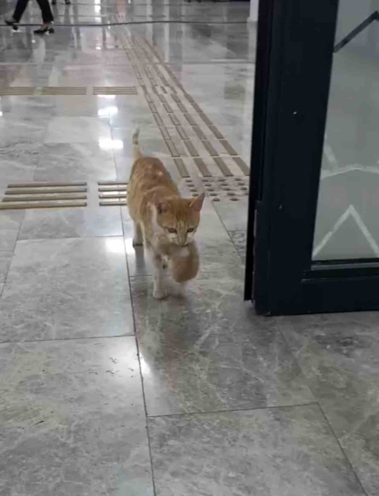 Anne kedi yavrularıyla Sosyal Yardımlaşma Vakfı’na sığındı