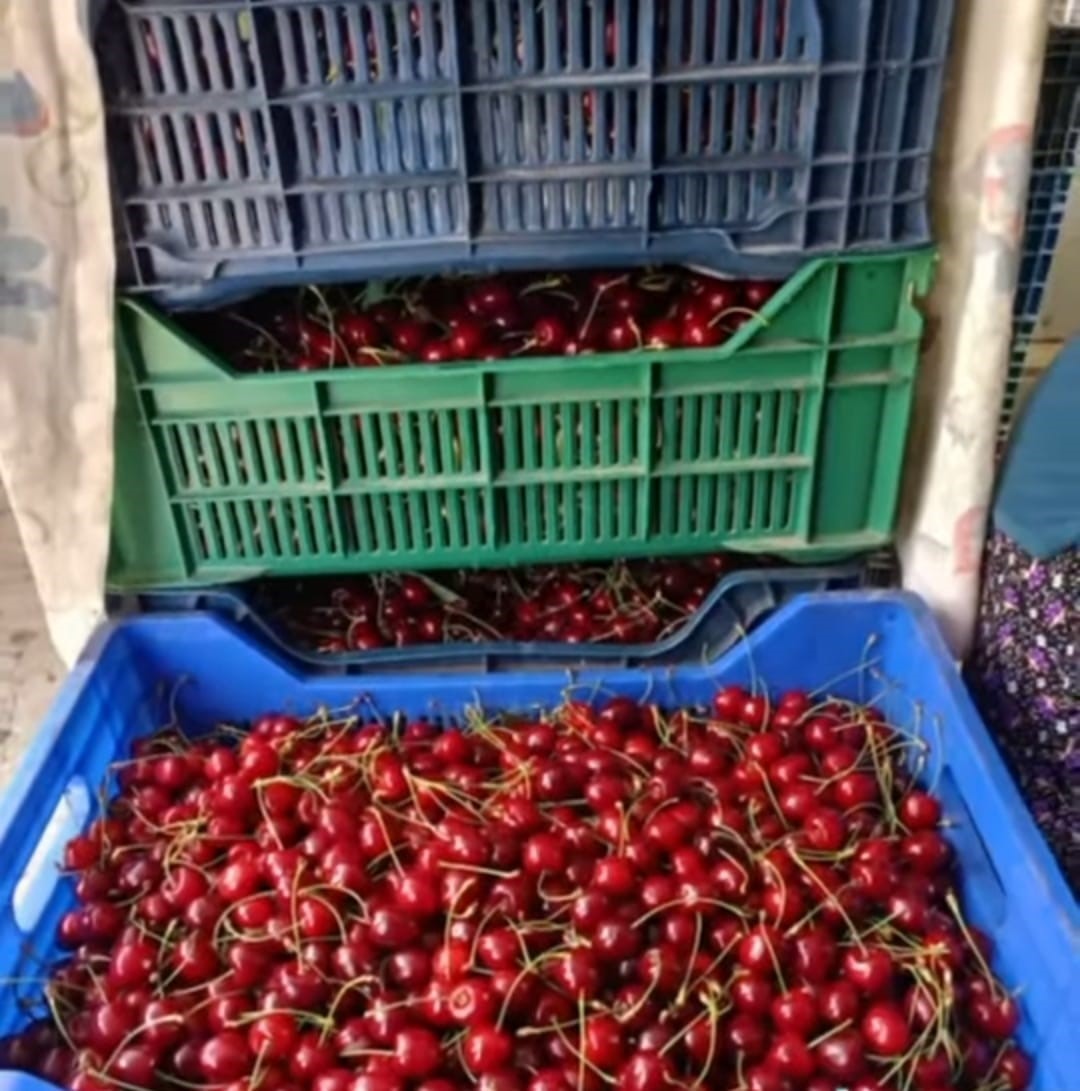 Andırın’da Çığşar kirazında hasat başladı