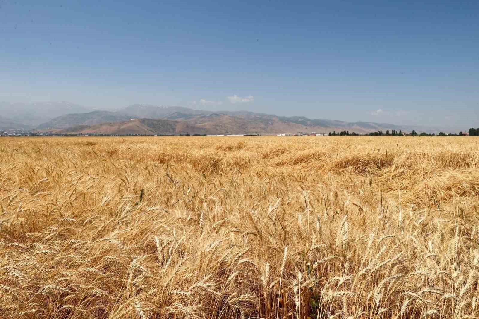 Hububat hasadından Muş ekonomisine 11 milyar liralık katkı bekleniyor