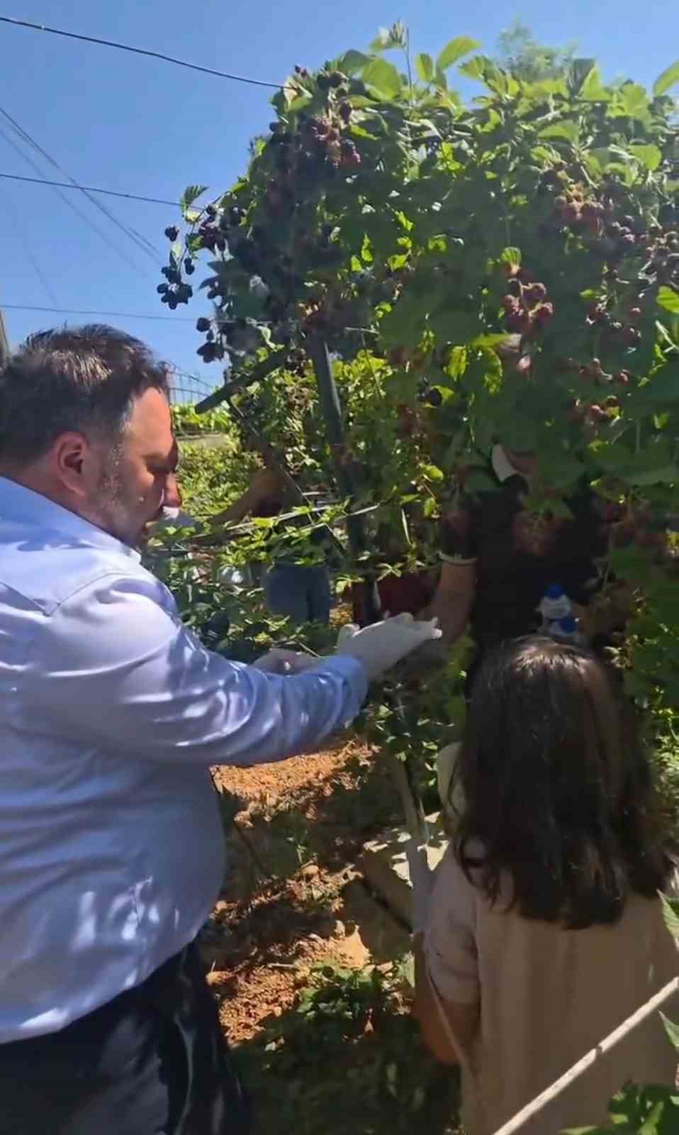 Siirt’te özel bireyler ve çocuklar böğürtlen hasadında buluştu