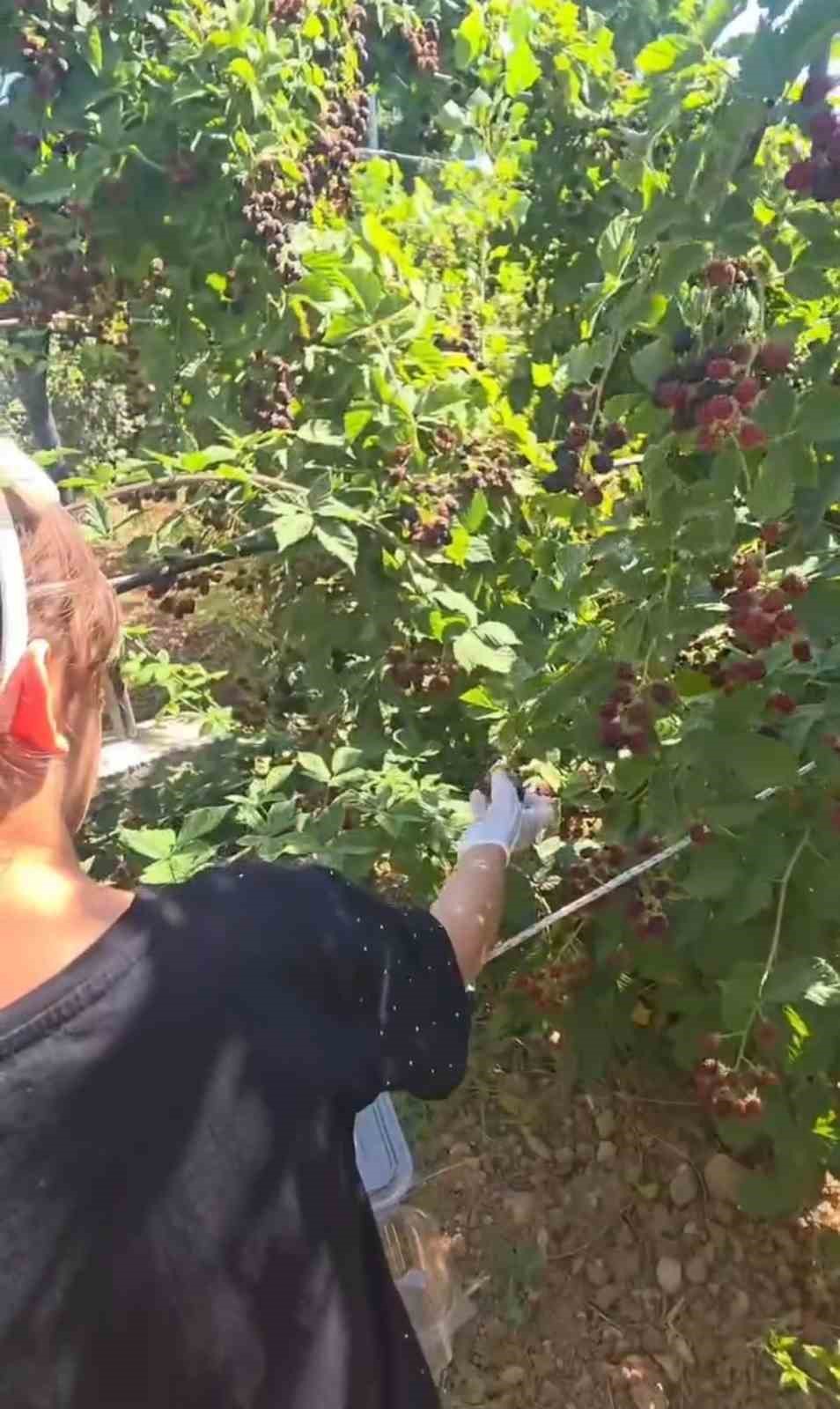 Siirt’te özel bireyler ve çocuklar böğürtlen hasadında buluştu