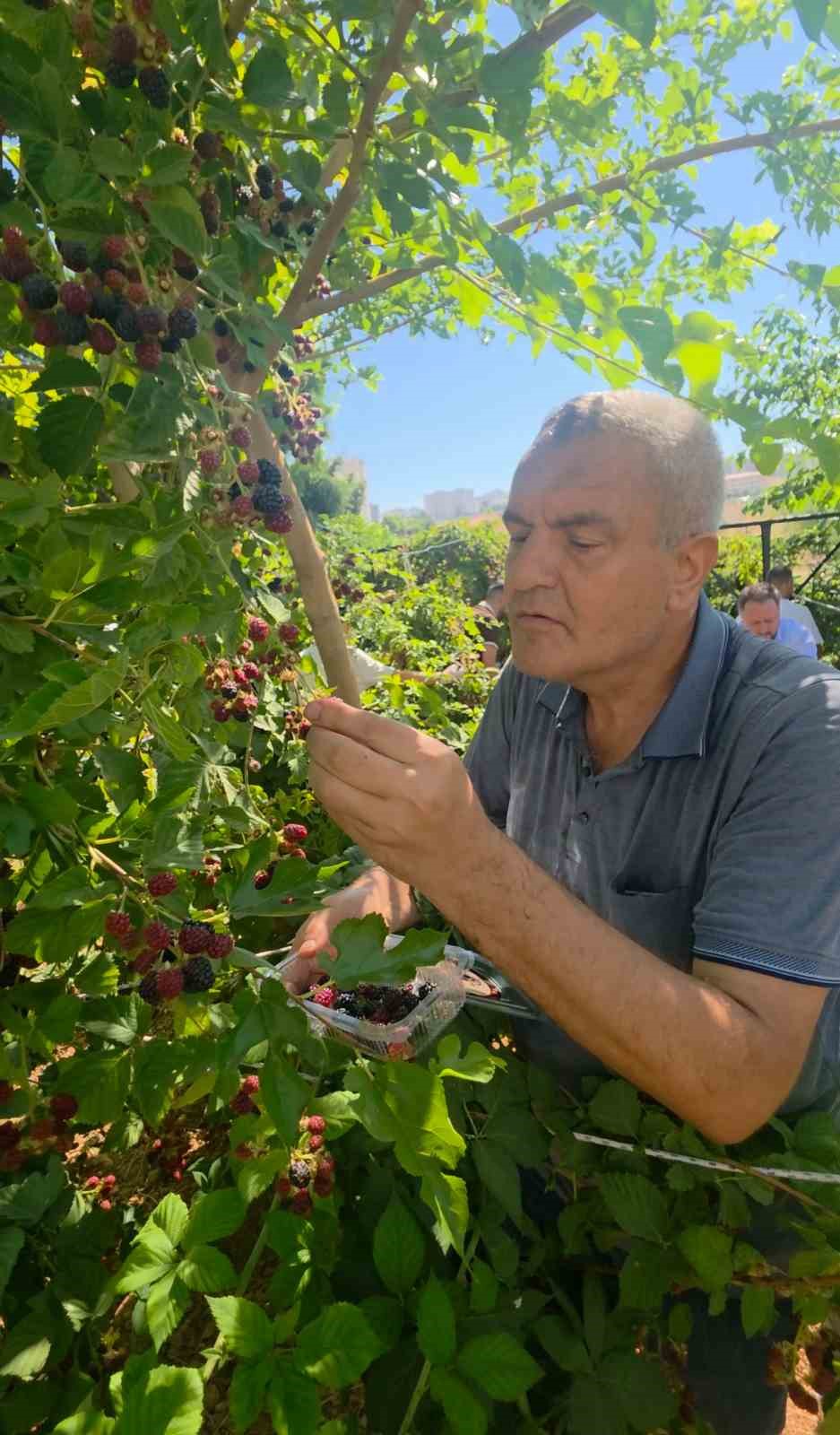 Siirt’te özel bireyler ve çocuklar böğürtlen hasadında buluştu