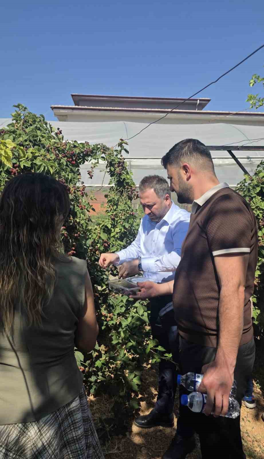 Siirt’te özel bireyler ve çocuklar böğürtlen hasadında buluştu