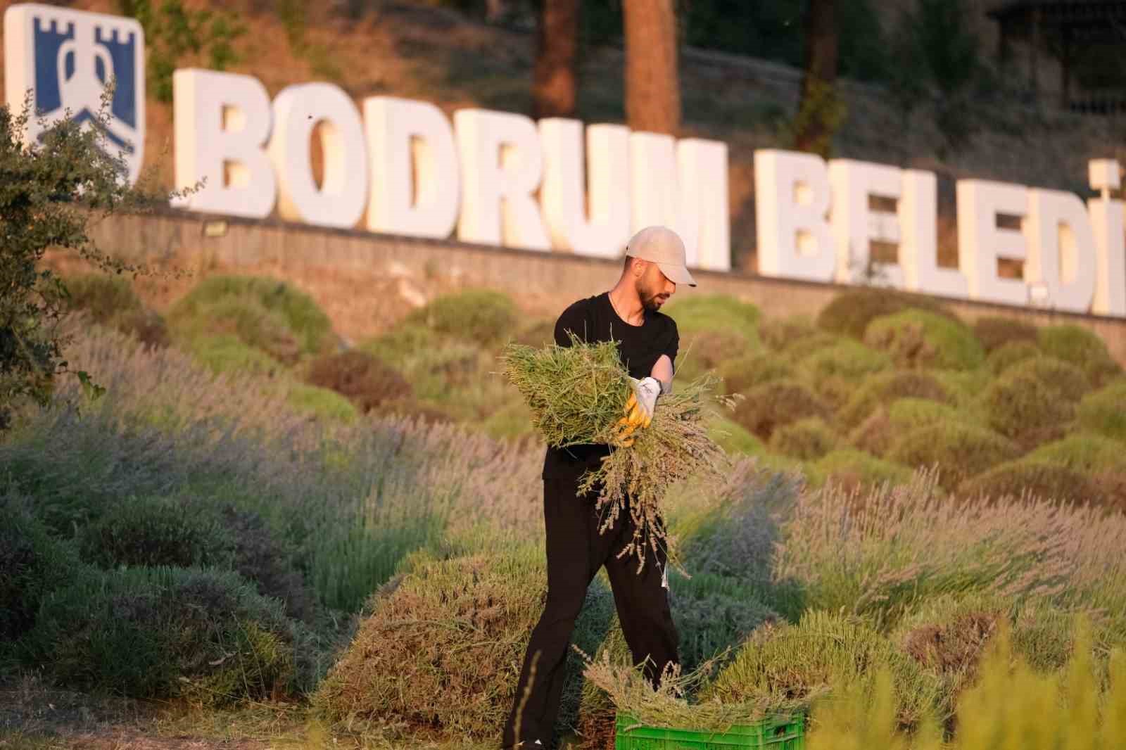 Tarım kampında gençler güne lavanta hasadıyla başlıyor