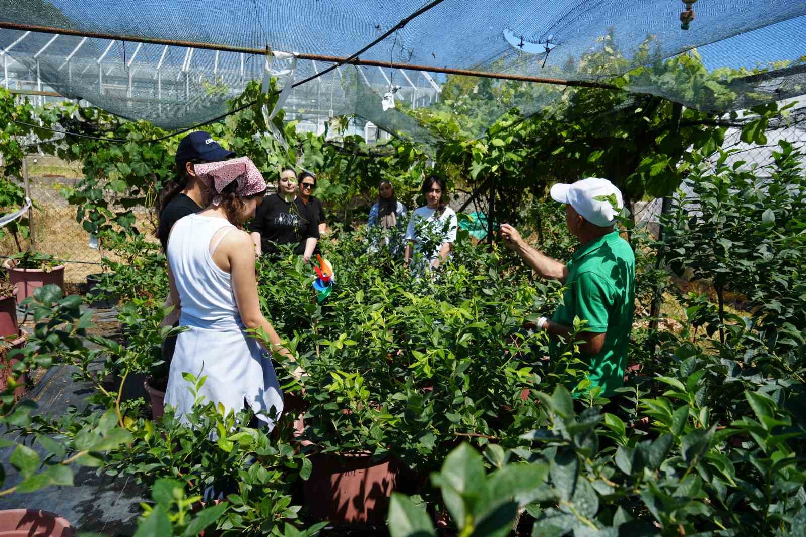 Maviyemişte hedef 100 bin ton üretim: "Türkiye artık 8-9 ay üretim yapabiliyor"