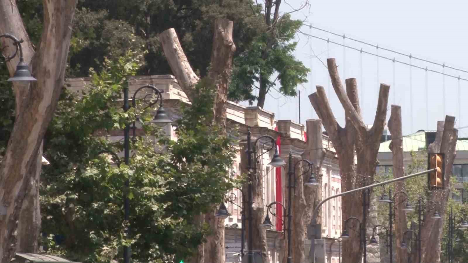 Beşiktaş’ta asırlık çınar ağaçları bakımsız kaldı: Bölgenin simgesi ağaçlar kurudu