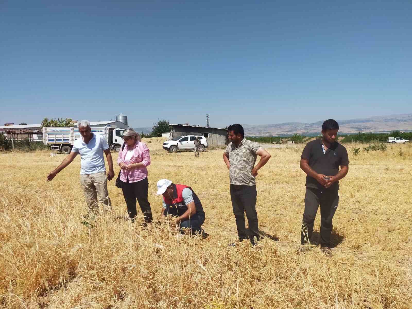 Malatya’da 500 ton nohut rekoltesi bekleniyor