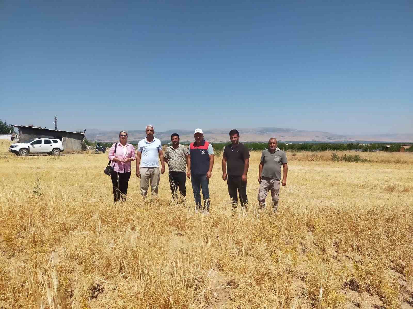 Malatya’da 500 ton nohut rekoltesi bekleniyor