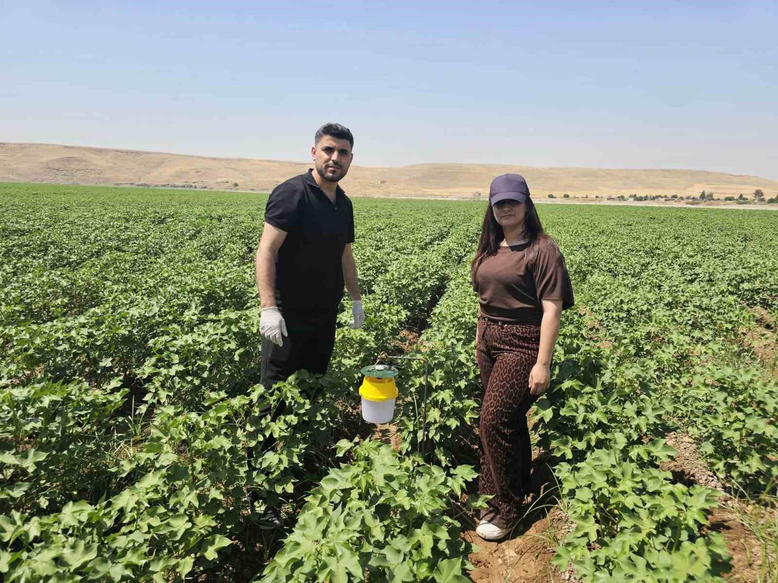 Cizre’de pamuk tarlalarına "Feromon Tuzaklı" koruma
