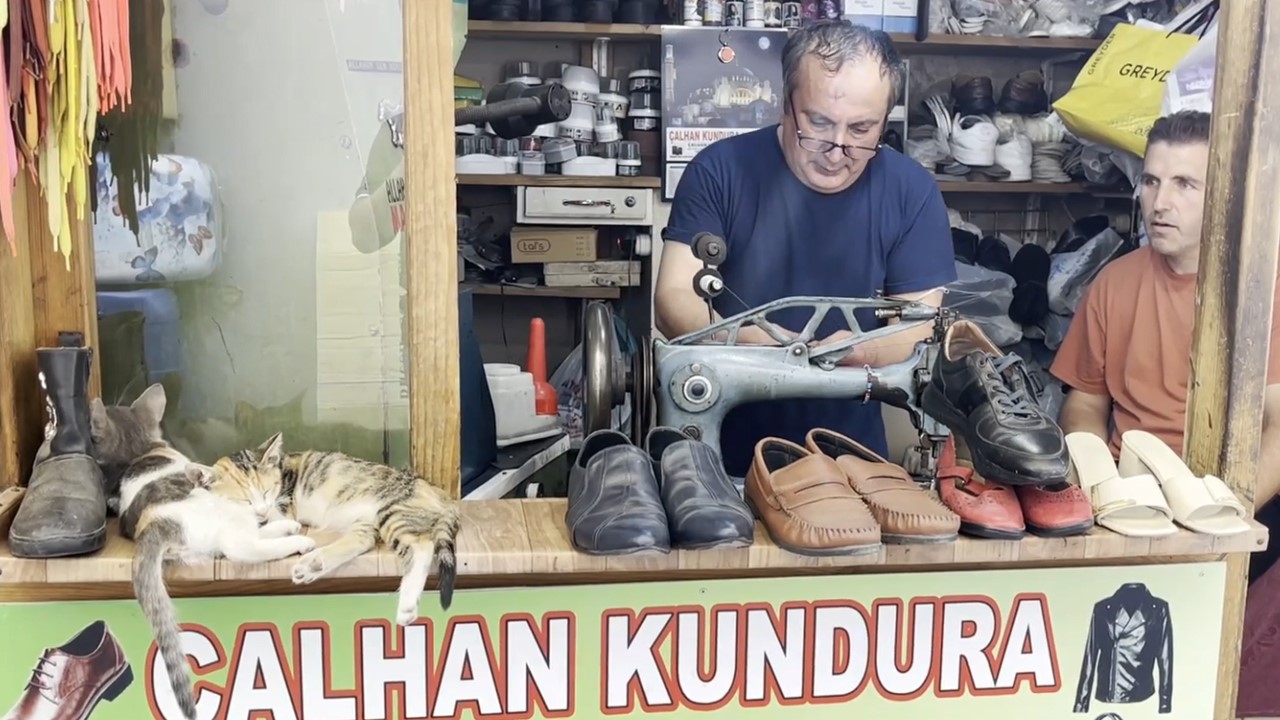 Tekir kediler gölgede molada