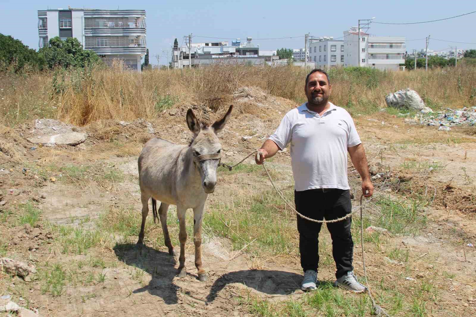 Adanalılar eşeklerin sahibini arıyor